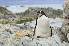 Erect-crested Penguin